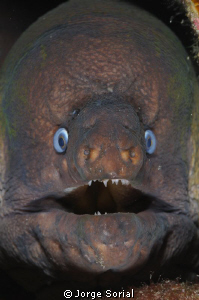 Photograph of a Moray Eel in Tenerife, Canary Islands. by Jorge Sorial 